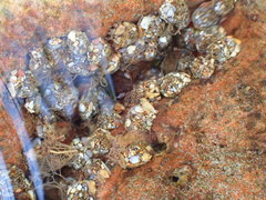 Helicopsyche limnella