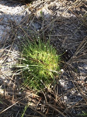 Lachnocaulon