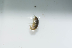 Gammarus roeselii