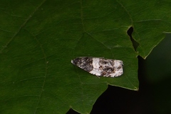 Olethreutes fasciatana