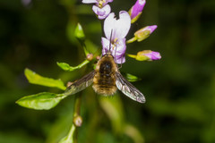 Bombylius fimbriatus