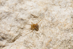 Holoscotolemon lessiniense