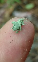 Metarhizium blattodeae