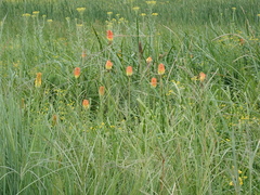 Kniphofia tysonii