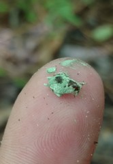 Metarhizium blattodeae