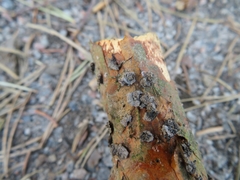 Cenangium ferruginosum