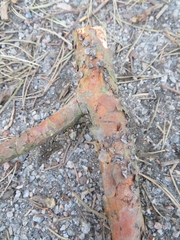 Cenangium ferruginosum