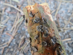 Cenangium ferruginosum