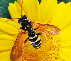 Nomada goodeniana