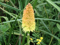 Kniphofia tysonii