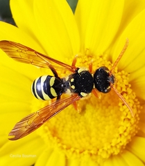 Nomada goodeniana