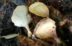 Microporellus obovatus