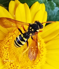 Nomada goodeniana