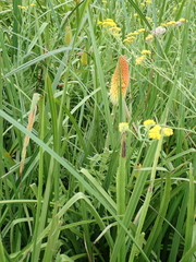 Kniphofia tysonii