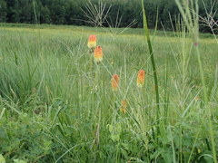Kniphofia tysonii