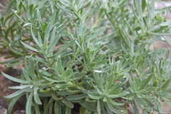 Nesocaryum stylosum