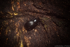 Hydissus feronioides