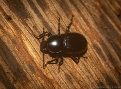 Hydissus feronioides