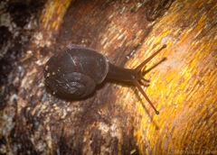 Ramogenia challengeri