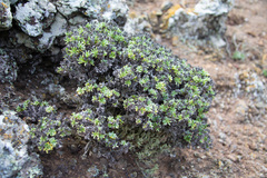 Nesocaryum stylosum