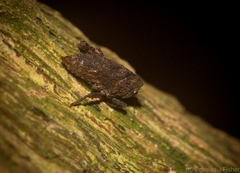 Paraselina