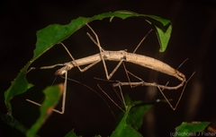 Candovia granulosa