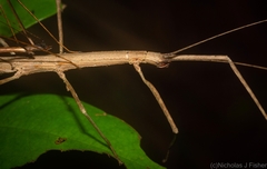 Candovia granulosa