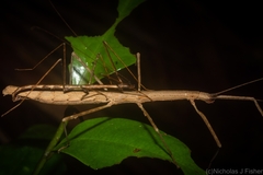 Candovia granulosa