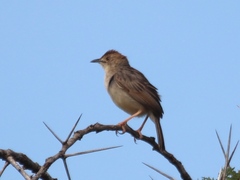 Cisticola chiniana
