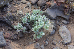 Nesocaryum stylosum
