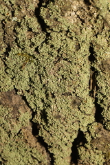 Leprocaulaceae