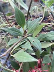 Peperomia obtusifolia
