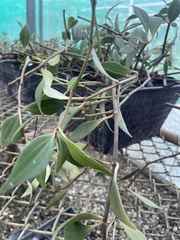 Peperomia obtusifolia
