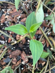 Peperomia obtusifolia