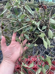 Peperomia obtusifolia