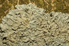 Flavoparmelia soredians