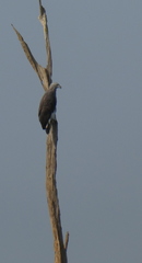 Haliaeetus ichthyaetus