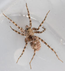 Pardosa vadosa