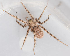 Pardosa vadosa
