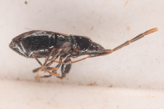 Thylochromus nitidulus