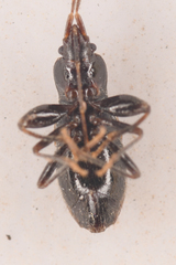 Thylochromus nitidulus