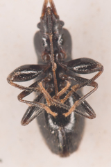 Thylochromus nitidulus