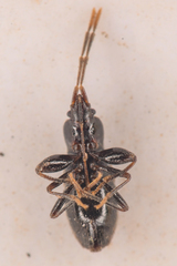 Thylochromus nitidulus