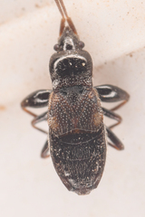 Thylochromus nitidulus