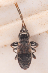 Thylochromus nitidulus