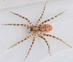 Pardosa vadosa