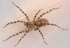 Pardosa vadosa