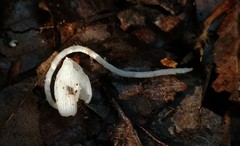 Coprinopsis lotinae