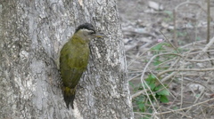 Picus xanthopygaeus