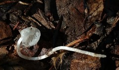 Coprinopsis lotinae